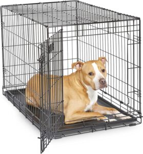 dog home